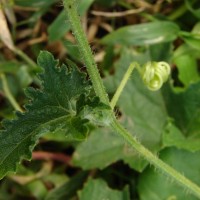 Cucumis maderaspatanus L.